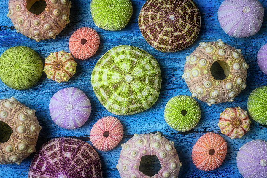 Shell Photograph - Unusial Sea Urchins by Garry Gay