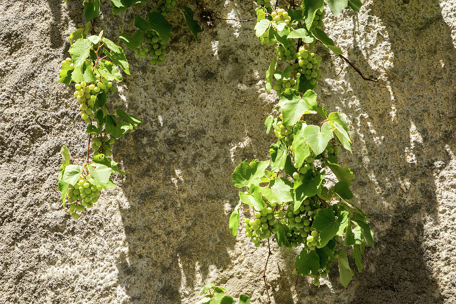 Unusual Grape Harvest - Grapevines Trailing Down a Rough Wall Photograph by Georgia Mizuleva