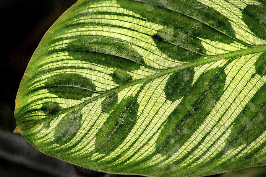 Unusual Green Leaf Photograph by Don Johnson