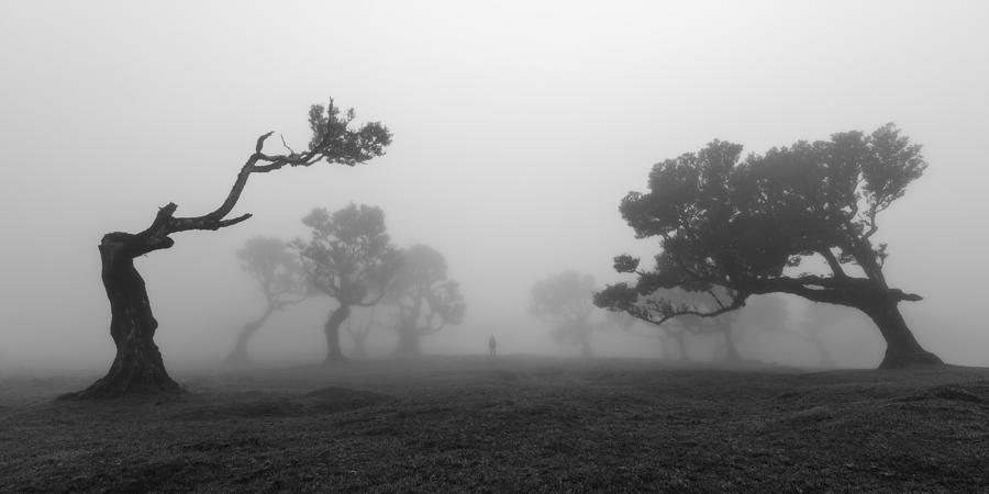 Tree Photograph - Unwind by Jochen Bongaerts