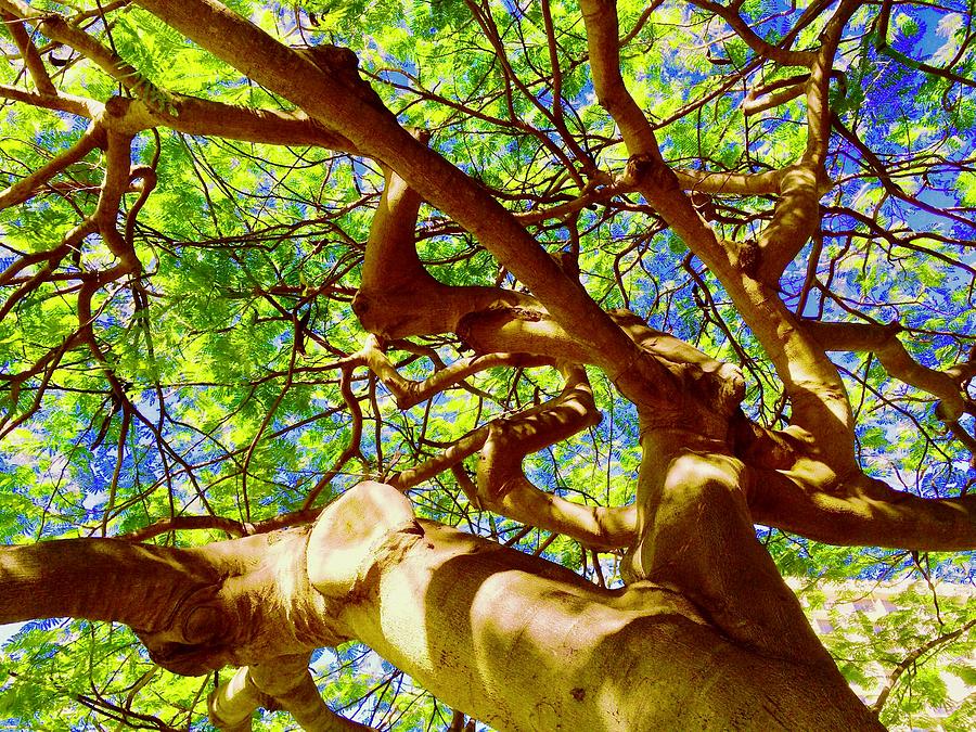 Up a Tree Photograph by Debra Grace Addison