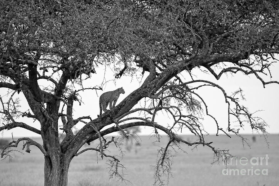Cat Up a Tree Photograph by Stephen Schwiesow