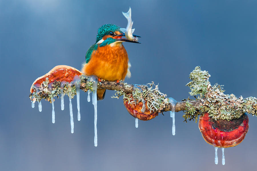 Kingfisher Photograph - Up And Down by Petar Sabol