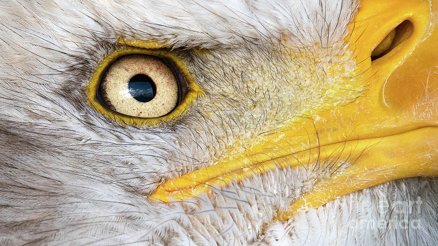 Up close and personal by Eyeshine Photography Up close and personal by Eyeshine Photography