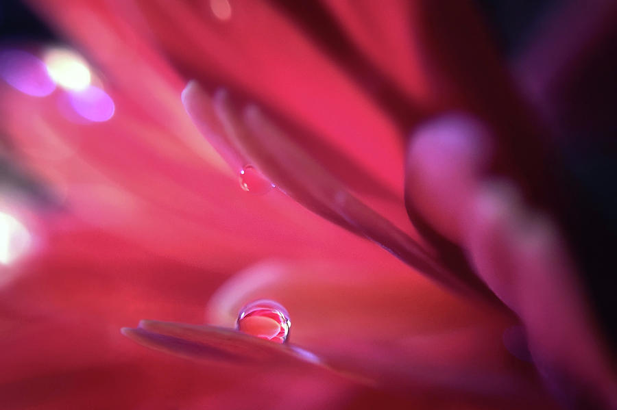 Up close, and personal by Michael Van Huffel Up close, and personal by Michael Van Huffel