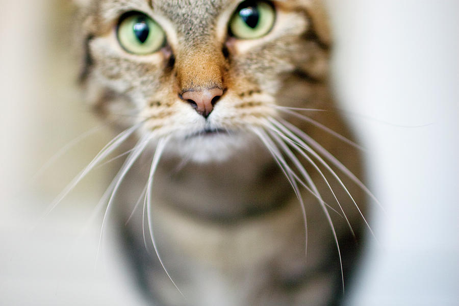 Seattle Photograph - Up Close Brown Striped Cat by Charity Burggraaf