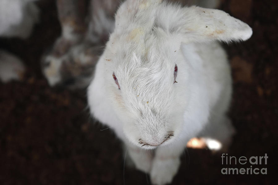 Up Close With A Sweet Wild White Rabbit Photograph by DejaVu Designs ...