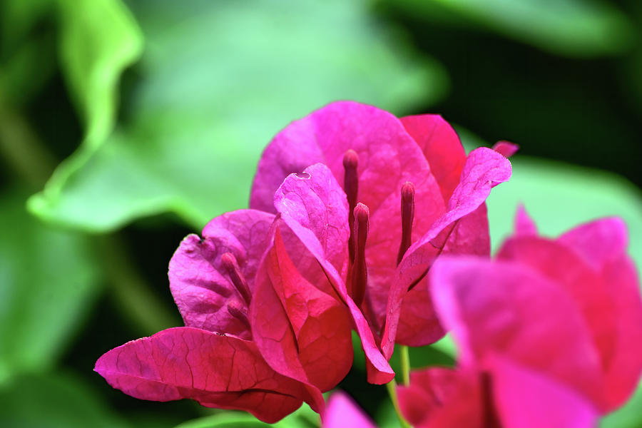 Bougainvillea Photograph - Up Close With Bougainvillea by William Tasker