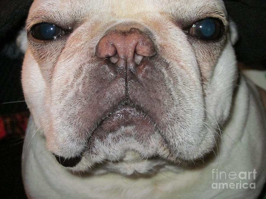 Up Close With Frenchie Photograph by Barbra Telfer