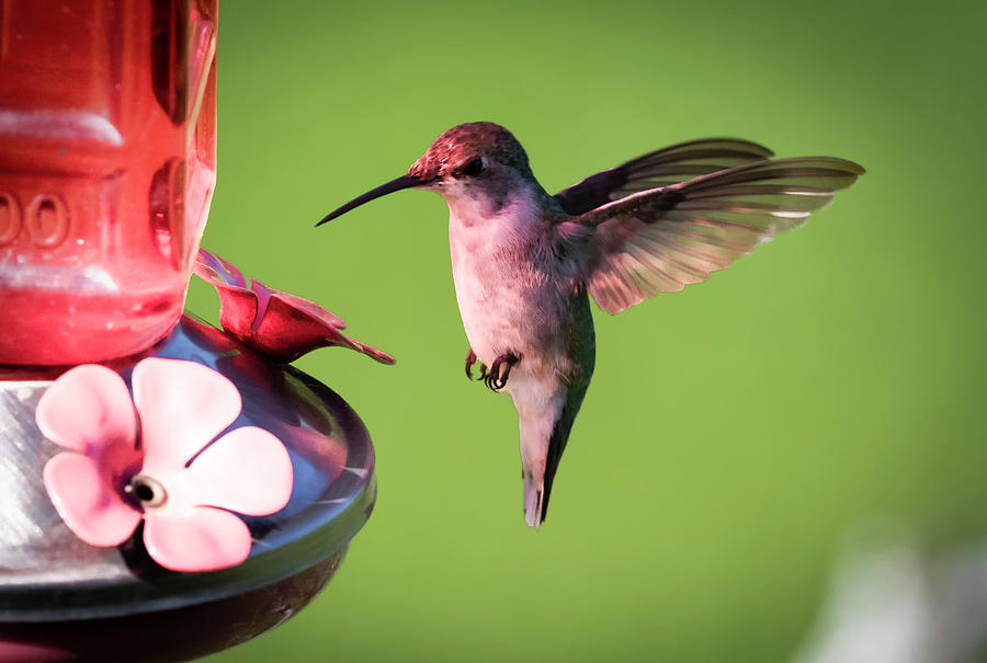 Up Close with the Ruby-throated Hummingbird by Ricky L Jones Up Close with the Ruby-throated Hummingbird by Ricky L Jones