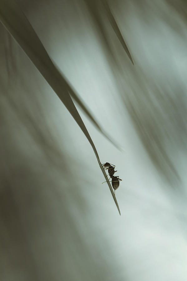 Ant Photograph - Up by Jiangjiaying