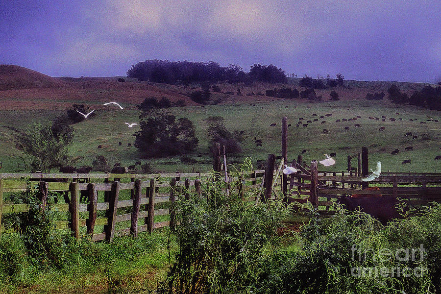 Upcountry Birds 121105 by James Harper Upcountry Birds 121105 by James Harper