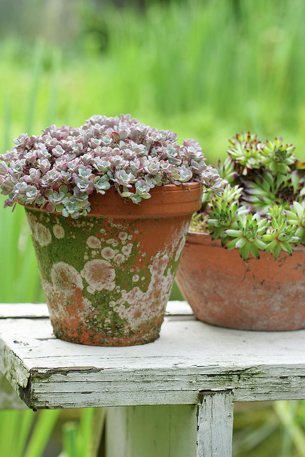 Upholstered Sedum And Houseleek In Clay Pots Photograph by Angelica Linnhoff