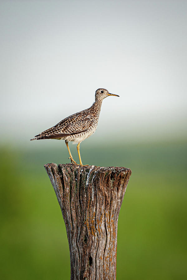 Upland Sandpiper on Fence Post Photograph by Jeff Phillippi