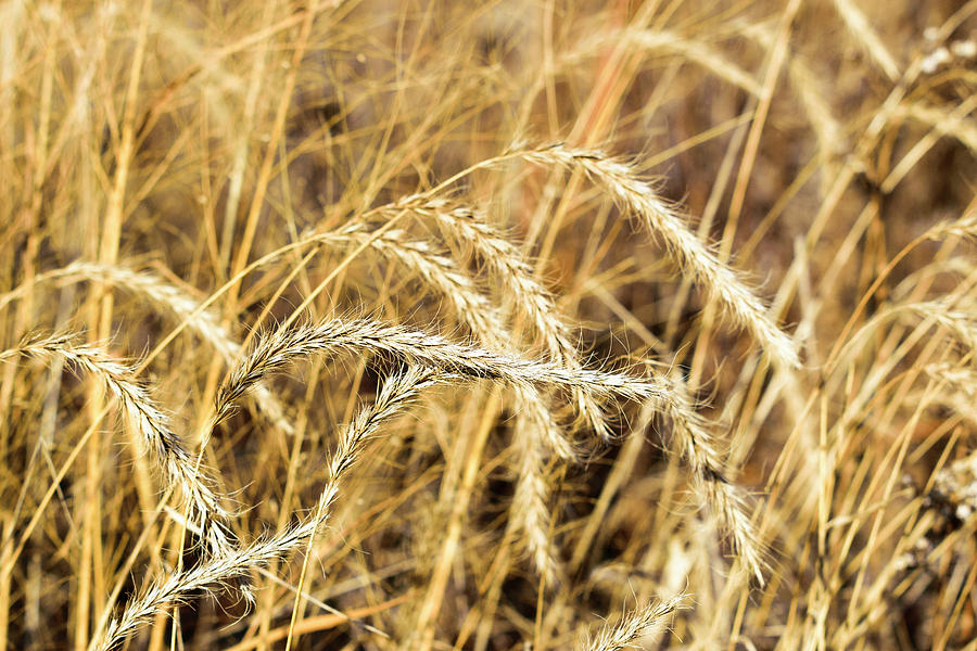 Upland Photograph by Zach Hall - Fine Art America