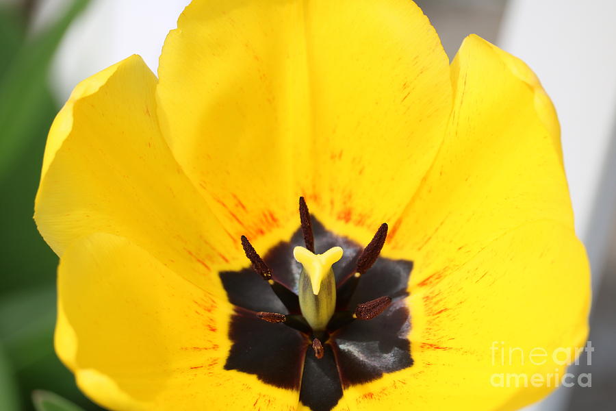 Uplifting Yellow Tulip Photograph by Carol Groenen
