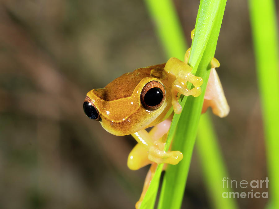 Upper Amazon Treefrog Photograph by Dr Morley Read/science Photo Library