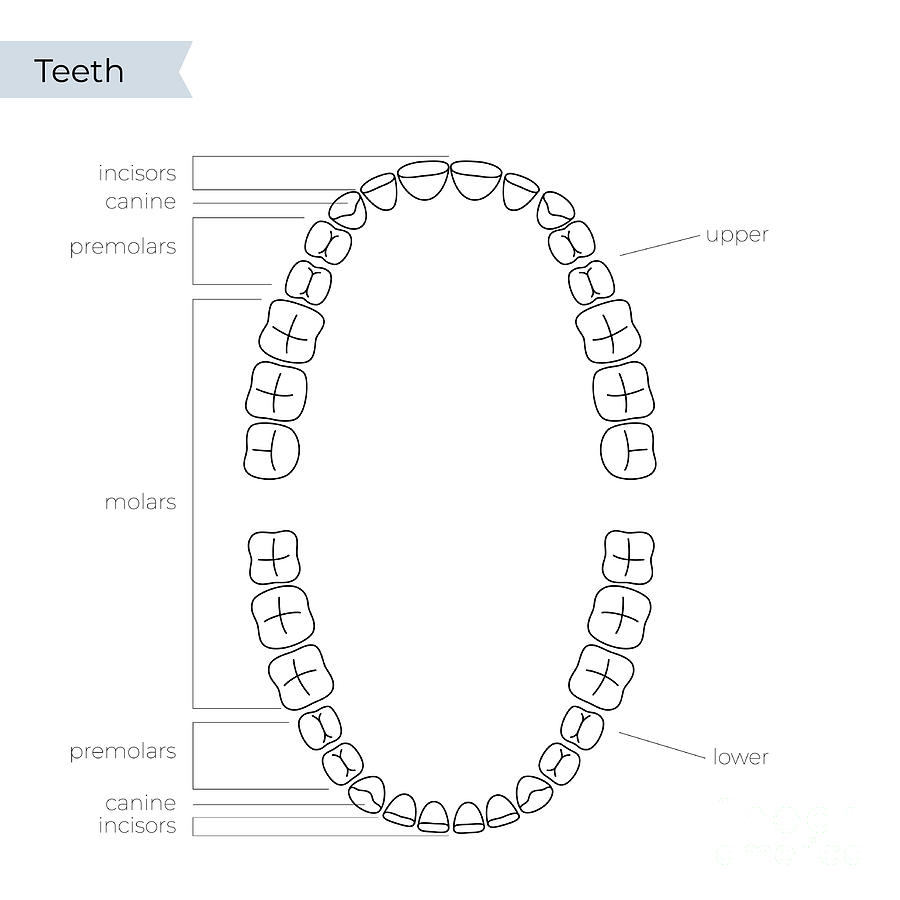 Upper And Lower Human Teeth Photograph by Pikovit / Science Photo ...