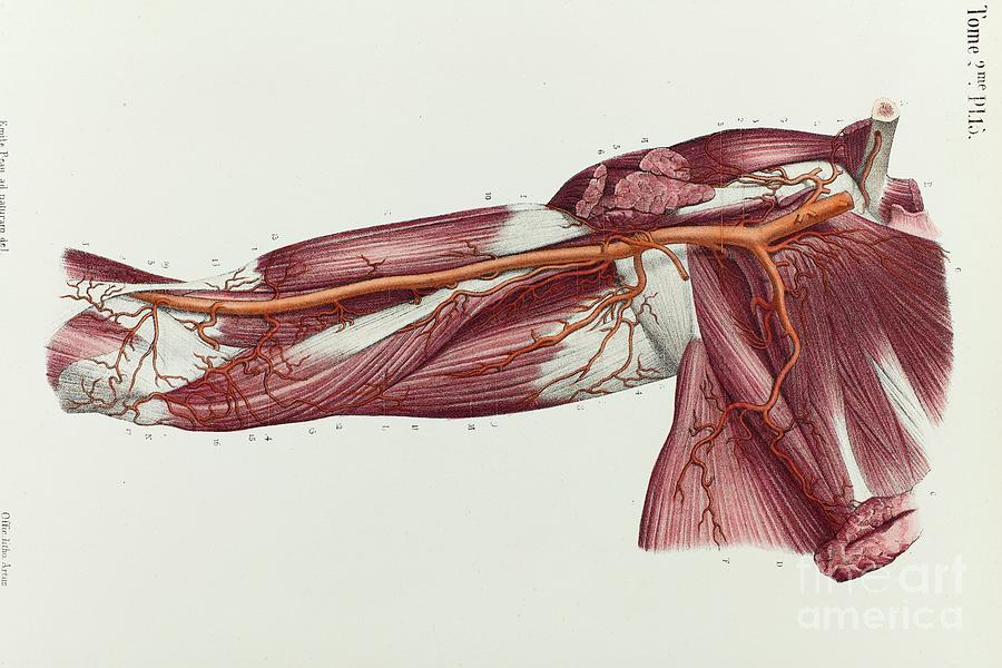 Book Photograph - Upper Arm Arteries And Muscles by Science Photo Library