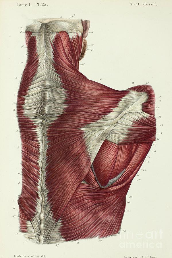 Book Photograph - Upper Back Muscles by Science Photo Library