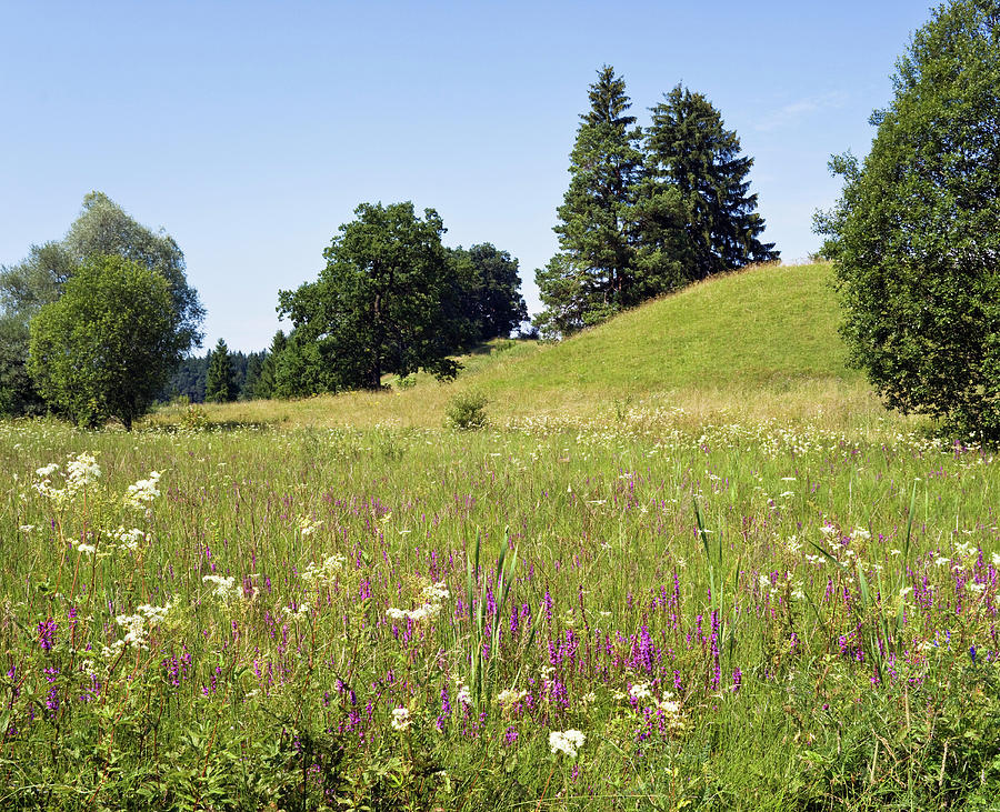 Upper Bavarian Landscape Flowering Meadow With Lythrum Salicaria And Filipendula Ulmaria