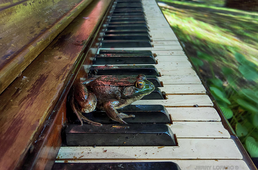 Music Photograph - Upright Amphibian by Jerry LoFaro
