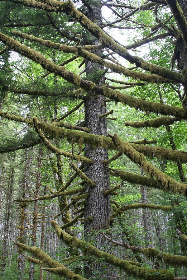 Upright Range Moss by Dylan Punke Upright Range Moss by Dylan Punke