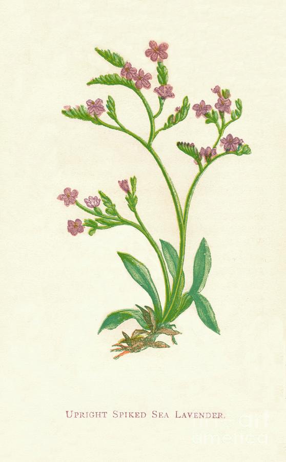Upright Spiked Sea Lavender, C1891, 1891 Drawing by Print Collector