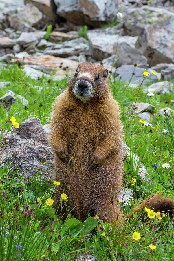 Upright Yellow-bellied Marmot Photograph by Jeff Foott