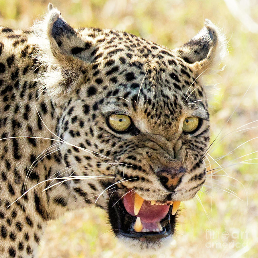 Upset Leopard Photograph by Timothy Hacker
