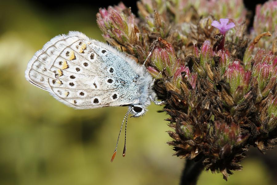 Upside Down Butterfly, Macro Photography Photograph by Eric Lesueur Fine Art America