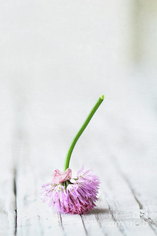 Upside Down Chive Flowers Photograph by Stephanie Frey