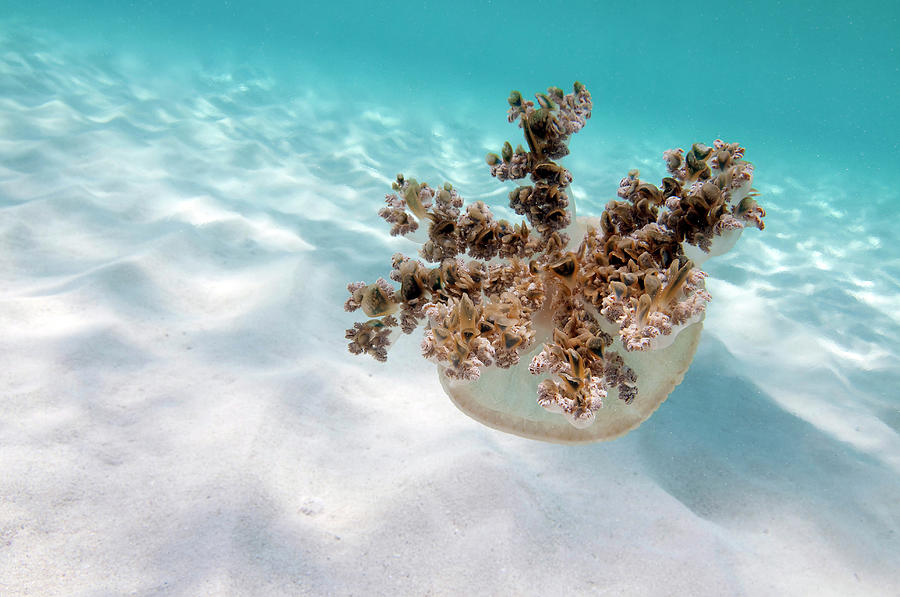 Upside Down Jellyfish Over Sand In Photograph by Karen Doody/stocktrek Images
