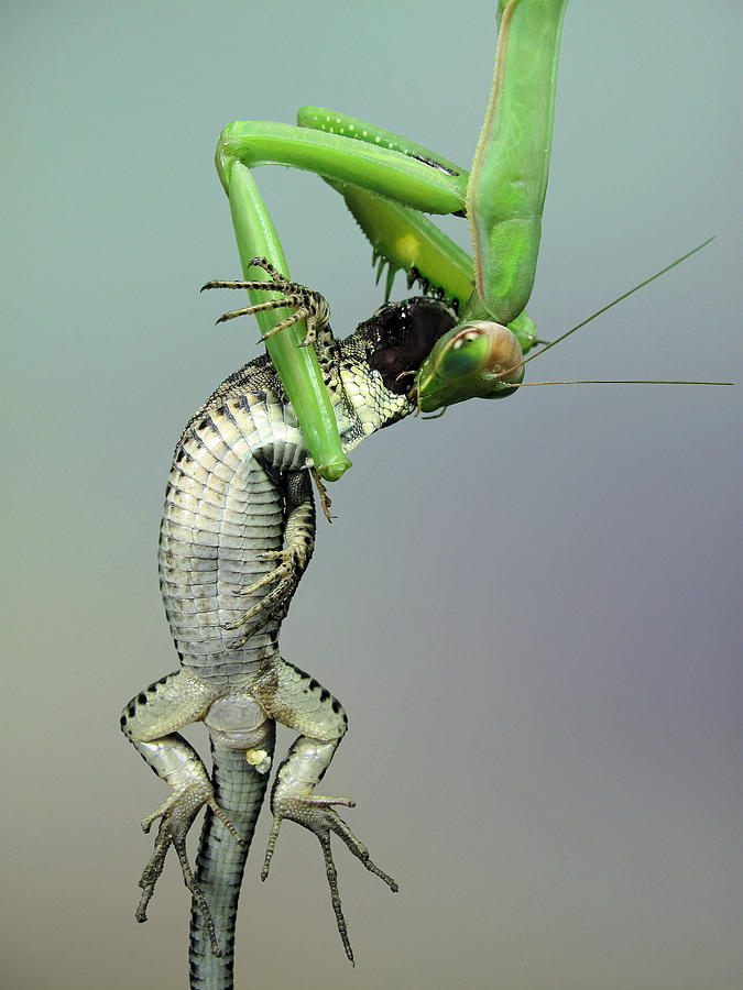 Grasshopper Photograph - Upside Down by Jimmy Hoffman