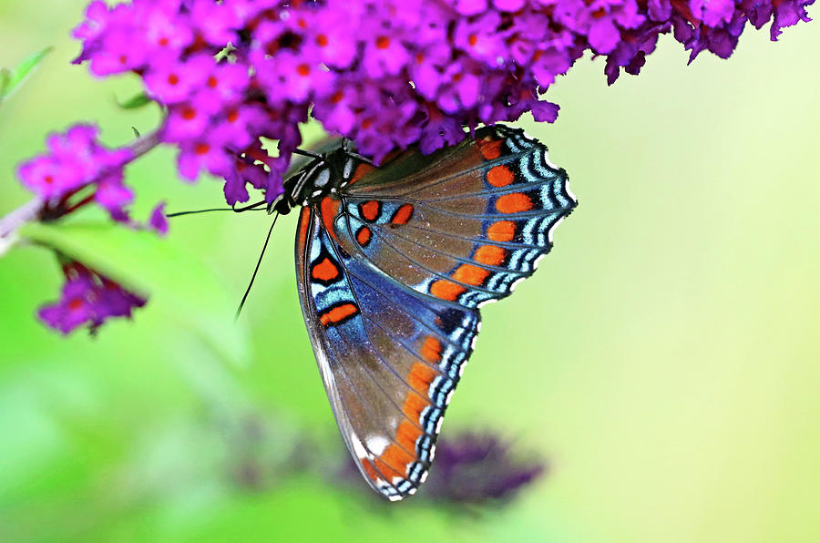 Upside Down Red Spotted Purple Photograph