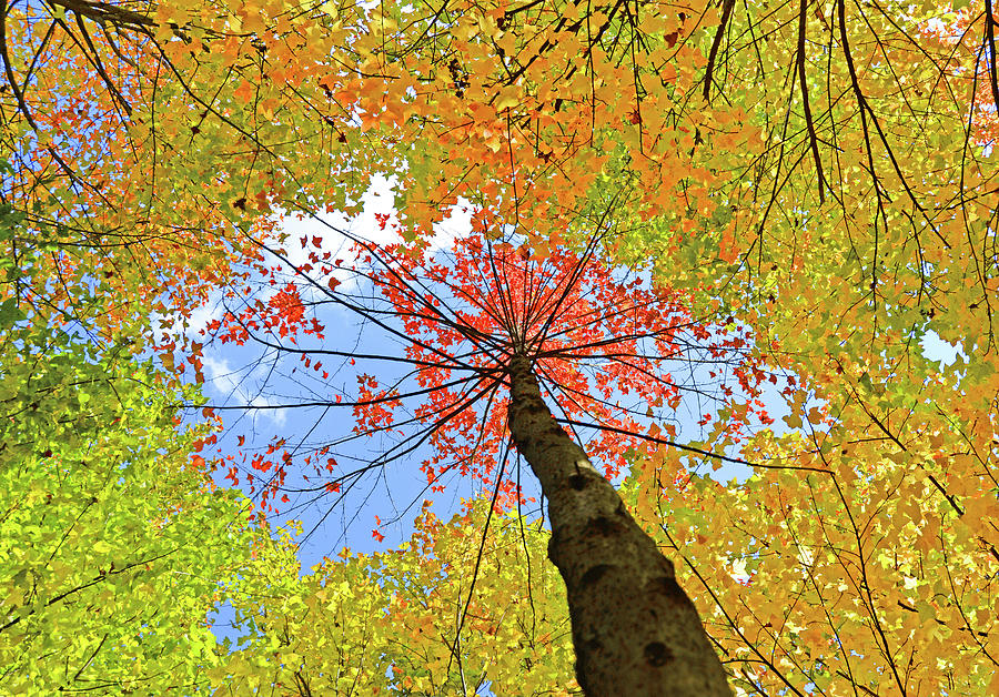 Upside down red yellow maple leaf Photograph by Zhixian Liao - Fine Art