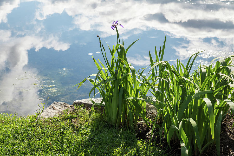 Upside Down Skyscape - Glossy Pond and Irises Photograph by Georgia Mizuleva