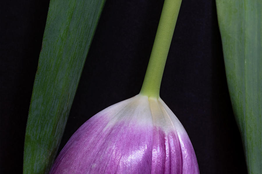 Upside Down Tulip Photograph by Sandi Kroll