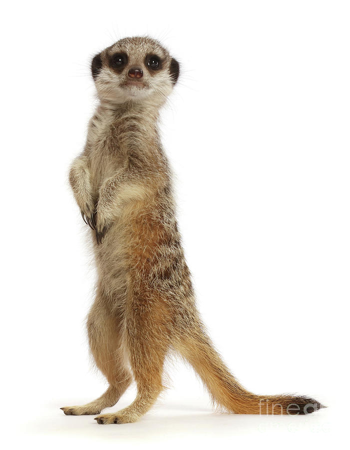 Upstanding Meerkat by Warren Photographic Upstanding Meerkat by Warren Photographic