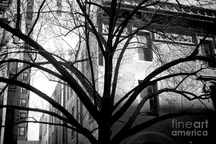 Uptown Tree Arms New York City Photograph by John Rizzuto
