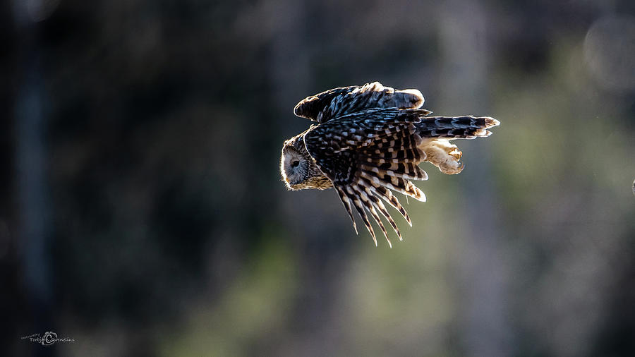 Ural owl flying against the light to catch a prey  Photograph by Torbjorn Swenelius