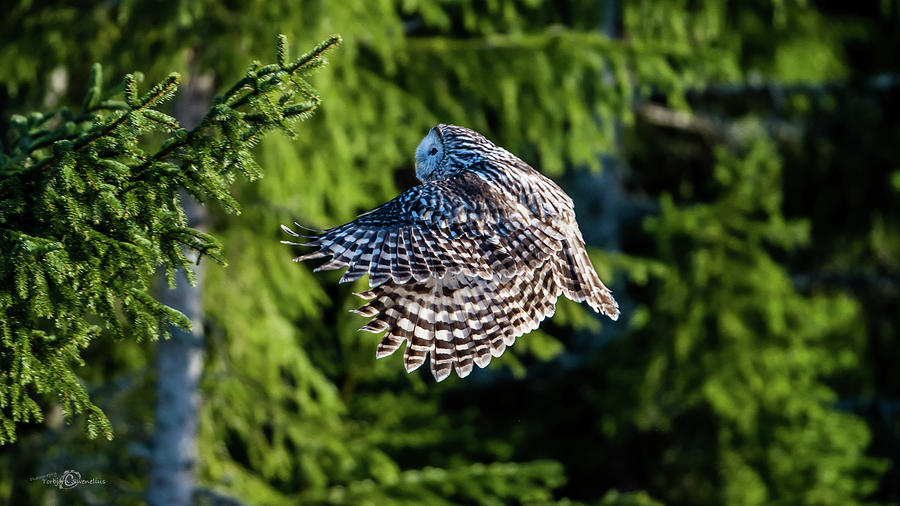 Ural owl flying in the fir forest with sunshine on its back Photograph by Torbjorn Swenelius
