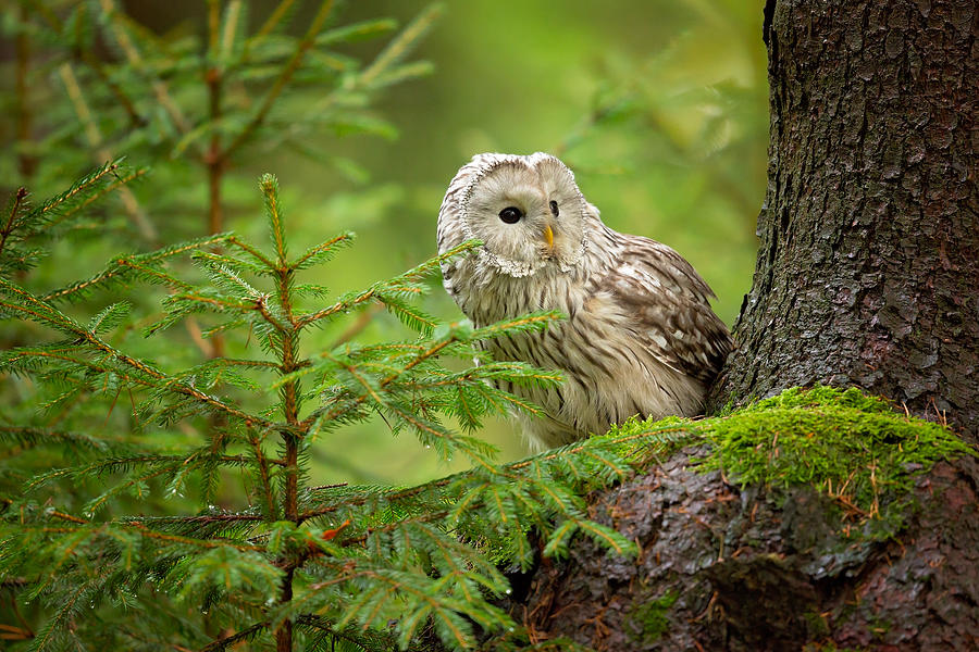 Owl Photograph - Ural Owl by Milan Zygmunt