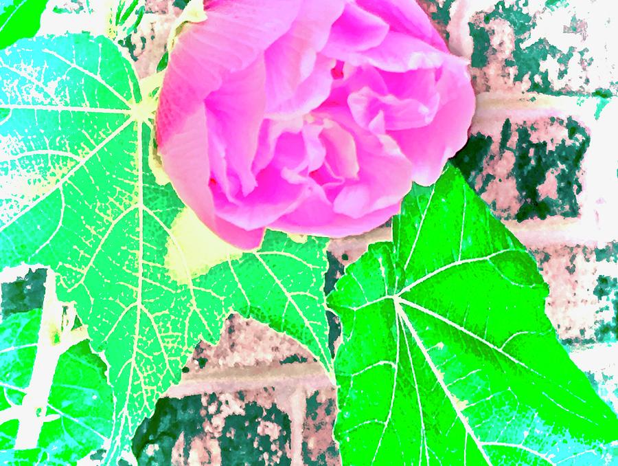 Urban Cotton Rose Photograph by Debra Grace Addison