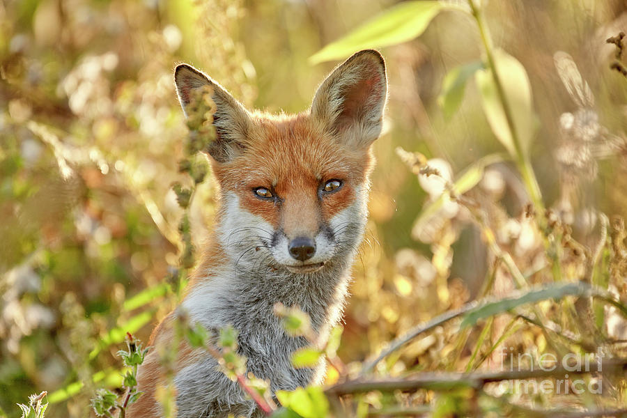 Urban Fox, London Photograph by David Bleeker