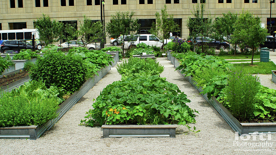 Urban Garden 2 Photograph by Matthew Urbatchka - Fine Art America