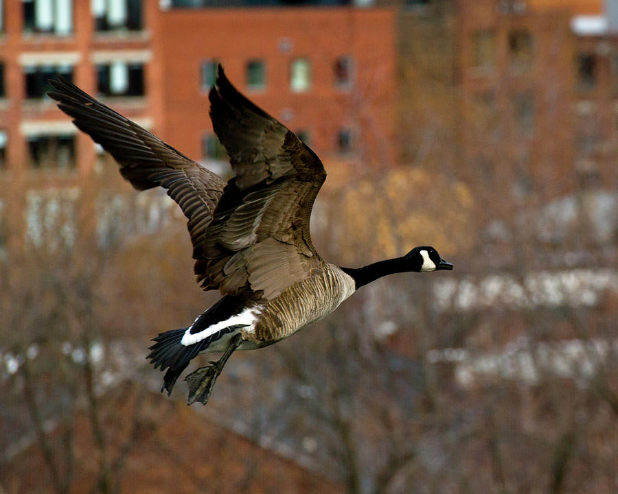 Urban Geese Photograph by Jeff Ross