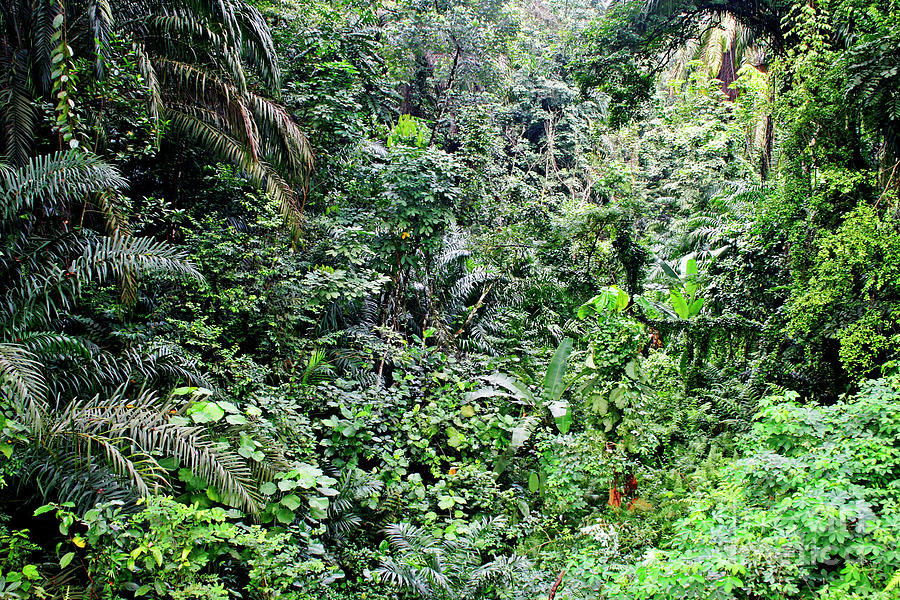 Urban Rainforest Photograph by Michael Clutson/science Photo Library ...