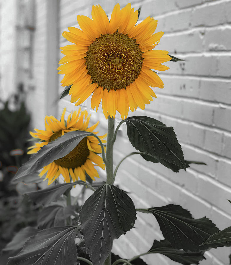Urban Sunflower - Black and White Photograph by Lora J Wilson