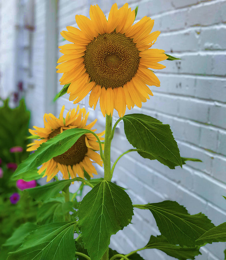Urban Sunflower Photograph by Lora J Wilson